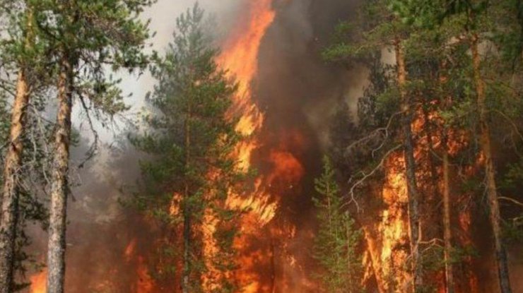 Фото: лесной пожар / rubryka.com