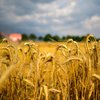 В Украине сделали невероятное заявление об экспорте пшеницы 