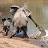 Шок у туристов: слониха затоптала крокодила, который пытался отобедать слоненком (видео)