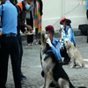 В непальській столиці нагородили собак за вірну службу