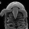 В Австралии обнаружили невероятное микроскопическое животное