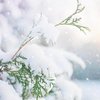 Погода на Новый год: синоптики дали новый прогноз 