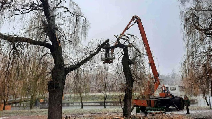 Сотрудники "Киевзеденстроя" спиливают деревья/ фото: "Киевзеленстрой"
