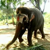 В Індії слонів із храмів відправили на реабілітацію