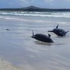 Черные дельфины массово выбросились на берег в Новой Зеландии
