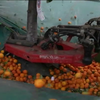 В Іспанії струшують міські апельсини