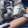 Сон с кошками и собаками оказался полезным для людей