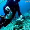 Сміттєва пандемія: коралові рифи перетворили на звалище небезпечних відходів