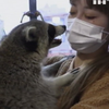 Зоокафе у Шанхаї: як реагують зоозахисники?