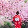 Ранняя сказка: в Японии в рекордные сроки зацвела сакура 