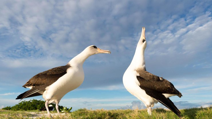 Самка темноспинного лайсанского альбатроса высидела своего 40-го птенца