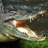 В Африке десятки опасных крокодилов совершили побег с фермы (видео)