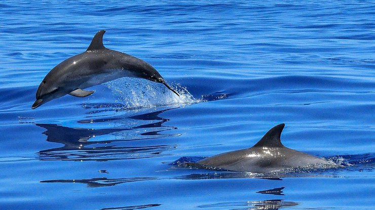 В Краснодарском крае зафиксирован массовый мор дельфинов