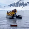 Пінгвін врятувався від косаток у туристичному човні