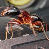 Нашествие муравьев атаковало компьютер американца (видео)