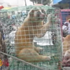 У ВООЗ закликають припинити торгівлю дикими тваринами