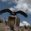 Болівійські ветеринари випустили у дику природу рідкого птаха