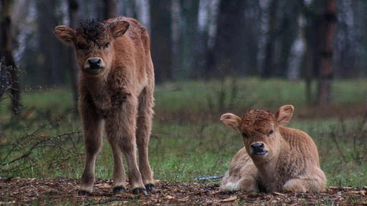 Cтадо из 12 особей быков Хека в 2020 году пополнилось двумя телятами/ фото: парк "Беремицкое"