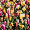 Квітковий парк у Нідерландах забуяв тюльпановим цвітом