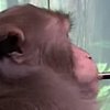 Илон Маск заставил обезьянку играть в видеоигры силой мысли