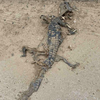 На берегу Азовского моря нашли труп крокодила 