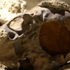 Неподалік Рима археологи знайшли рештки неандертальців