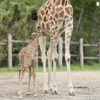 У зоопарку Франції народилося друге жирафеня за рік