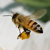 Пчелы спасают планету: обнародовано невероятное заявление о насекомых