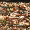Влада України заборонила використання пластикових пакетів
