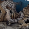 У національному зоопарку Куби народився білий тигр