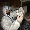 Из научного института в Киеве украли опасный штамм птичьего вируса