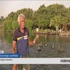 На Кубі рятується від браконьєрів популяція пеліканів