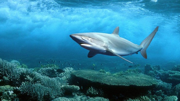 Шелковистая акула в Красном море