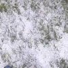 В Украине посреди лета выпал снег (видео) 