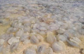 Цифры впечатляют: ученые объяснили нашествие медуз в Азовском море