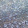 Почему Азовское море заполонили медузы