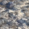 Из Кирилловки внезапно исчезли все медузы (видео)