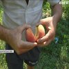 Сезон персиків: скільки коштують смачні фрукти, вирощені на Закарпатті
