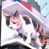 У Токіо розмістили на стіні будинку велетенського тривимірного кота