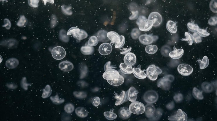 Медузы / Фото: Pexels