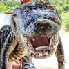 У аллигатора в животе обнаружили невероятную находку (фото)