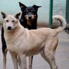 Собаки против хозяев: в Бразилии начнется невероятный судебный процесс