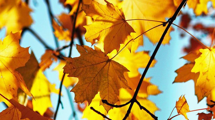 Осень / Фото: Pexels