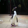 Про популярних чиказьких пінгвінів напишуть книжку: завдяки чому прославилися тварини