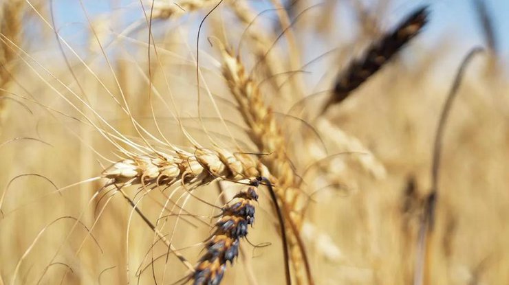 Україна зможе експортувати зерно