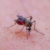 Кого найбільше люблять кусати комарі: відповідь медиків