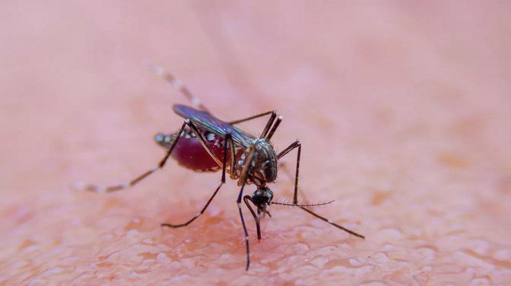 Малярію передають комарі