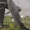 У Києві в озері виловили рибу-гіганта (відео)