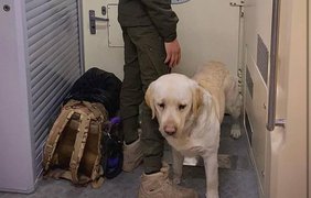 Їхав у тамбурі потягу: військового з собакою не впустили до вагону 
