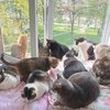 Під їх опікою більше 80 котиків. Домашній притулок "Муркотун" потребує допомоги